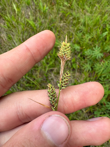 Carex buxbaumii, photograph 3