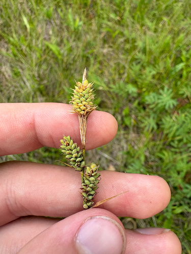Carex buxbaumii