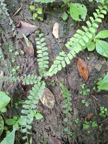Adiantum caudatum observed 2026-09-02
