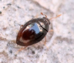 Ephistemus globulus