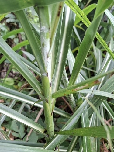 Miscanthus floridulus observed 2026-09-02