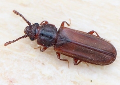 Pediacus dermestoides