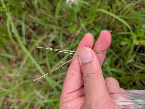 Axonopus fissifolius observed 2026-09-02