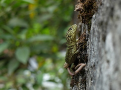 Stenocercus crassicaudatus