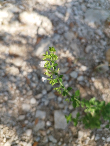 Lesser Calamint