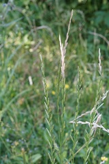 Lolium rigidum