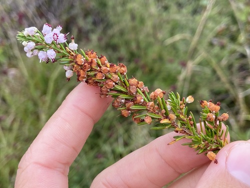 Erica vagans, photograph 5