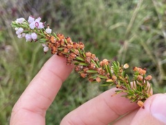 Erica vagans, photograph (c) Joss Carr, some rights reserved (CC BY)