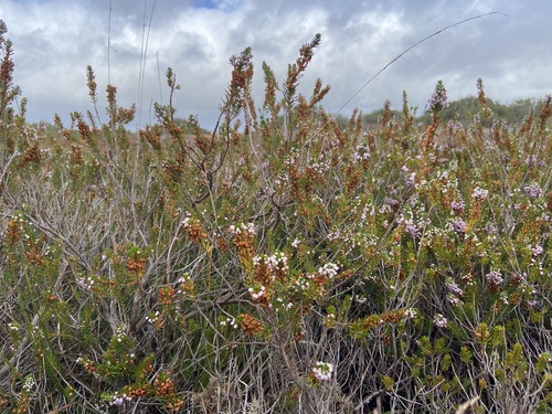 Erica vagans, photograph 6