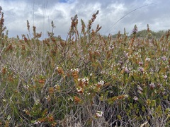 Erica vagans, photograph (c) Joss Carr, some rights reserved (CC BY)