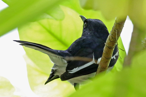 Oriental Magpie-Robin (Copsychus saularis), photo 10