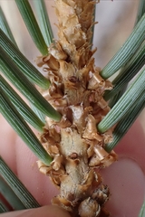 author not stated, no rights reserved Pinus monophylla, photograph author not stated, no rights reserved