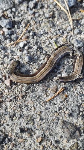 Common Slowworm