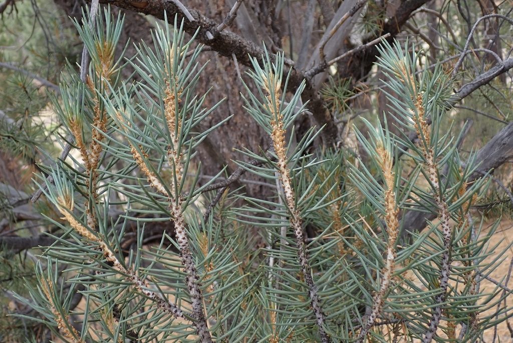 Pinus monophylla; photograph author not stated, no rights reserved