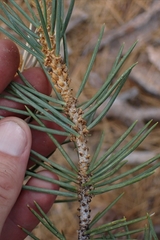 author not stated, no rights reserved Pinus monophylla, photograph author not stated, no rights reserved