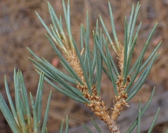 Pinus monophylla, photograph author not stated, no rights reserved