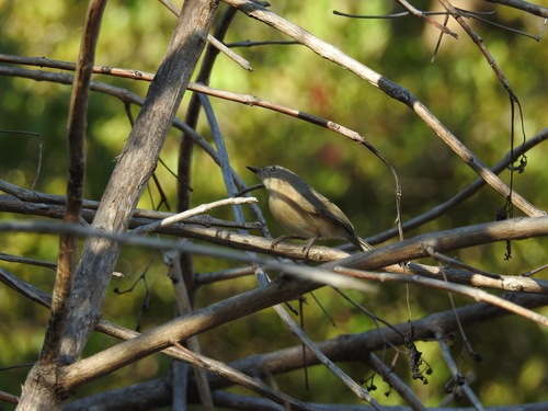 iNaturalist image