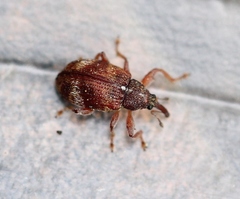 Anthonomus pedicularius