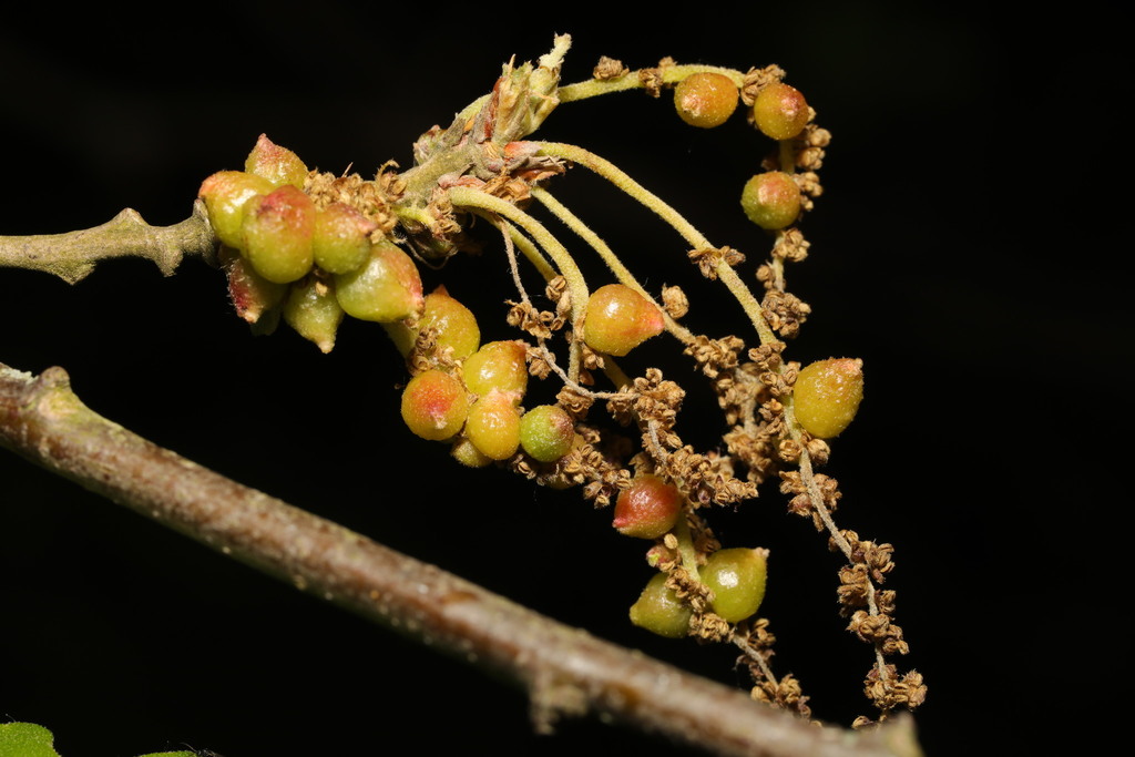 Andricus grossulariae f. sexual