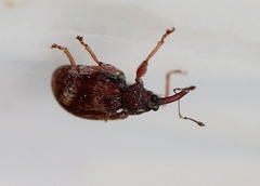 Anthonomus pedicularius