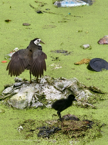 White-breasted Waterhen