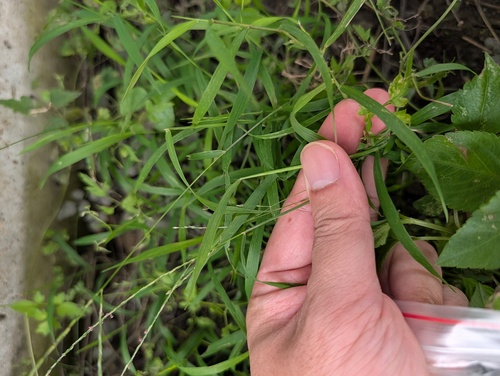 Digitaria radicosa observed 2026-09-02