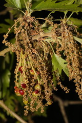 Andricus grossulariae