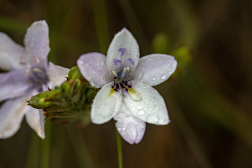 Babiana patersoniae