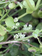 Scandia geniculata