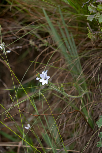 Babiana patersoniae