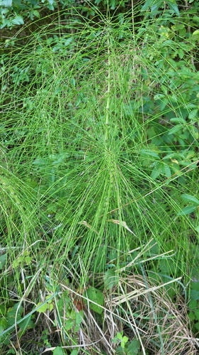 great horsetail