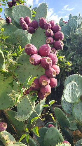 nopal tapón