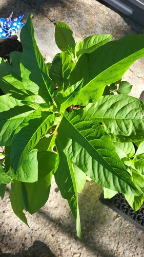 American pokeweed