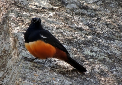 Mocking Cliff-Chat
