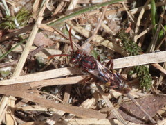 Nomada gracilis