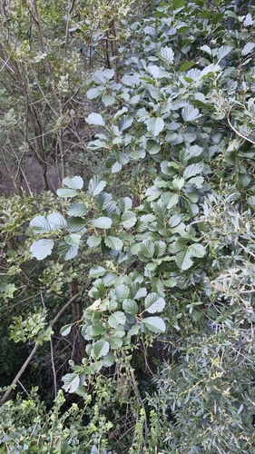 common alder