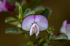 Podalyria myrtillifolia, photograph (c) magriet b, some rights reserved (CC BY-SA)
