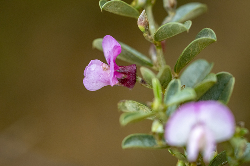 Podalyria myrtillifolia, photograph 6