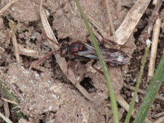Nomada gracilis