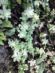 Sedum palmeri