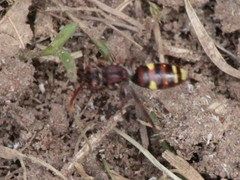 Nomada gracilis