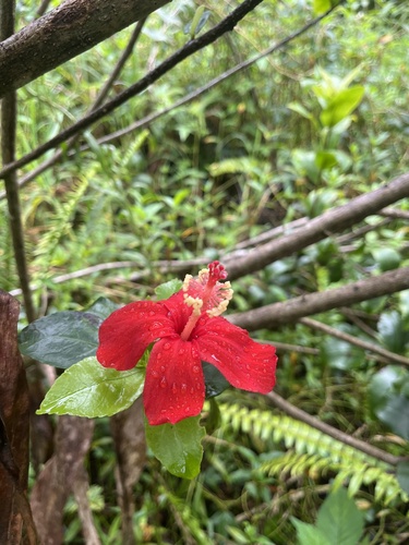 Hibiscus kokio observed 2026-09-02