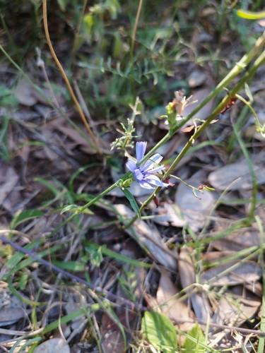 chicory