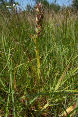 Dactylorhiza incarnata