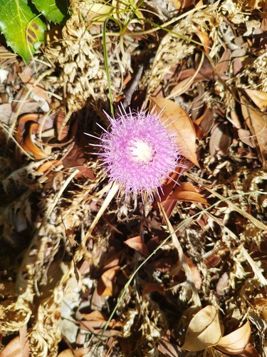 Pine Thistle