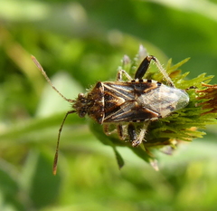 Stictopleurus scutellaris