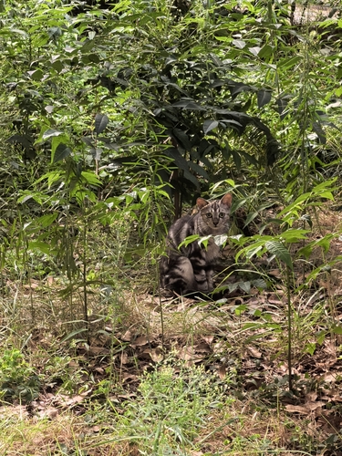 Domestic Cat