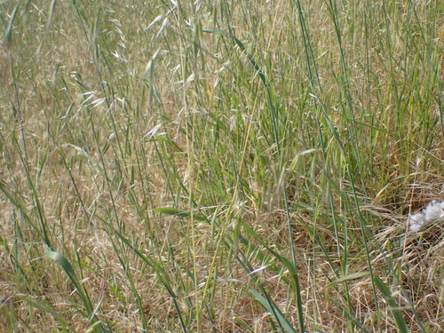 Avena barbata