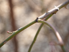 Rosa stylosa