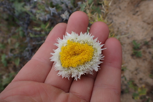 Polycalymma stuartii, photograph 5